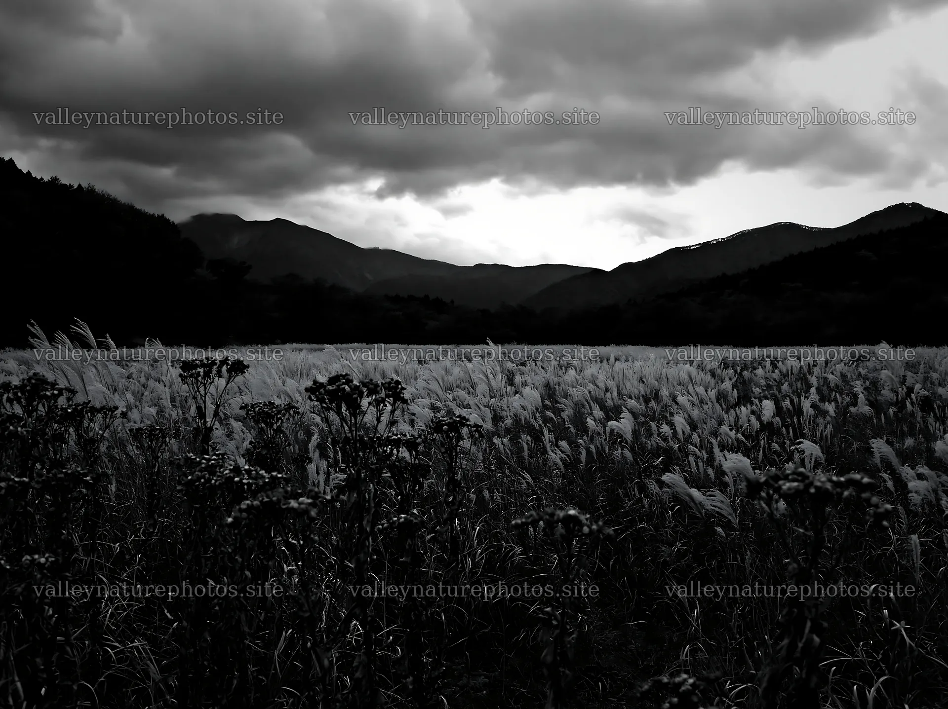 Ehime twilight meadow with dry seedheads under cloudy sky – nature photography 9174x6866