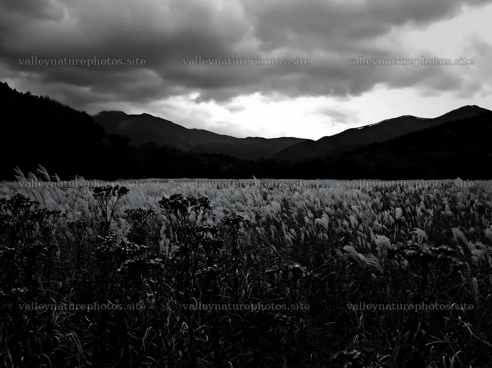 Ehime twilight meadow with dry seedheads under cloudy sky – nature photography 9174x6866