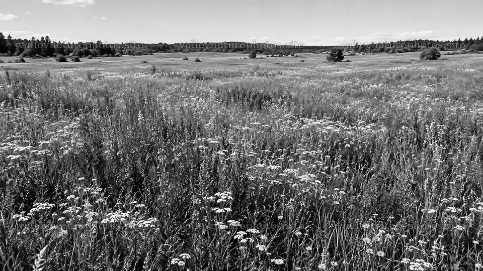 Wildflower Meadow in Black and White – nature photography 10324x5812