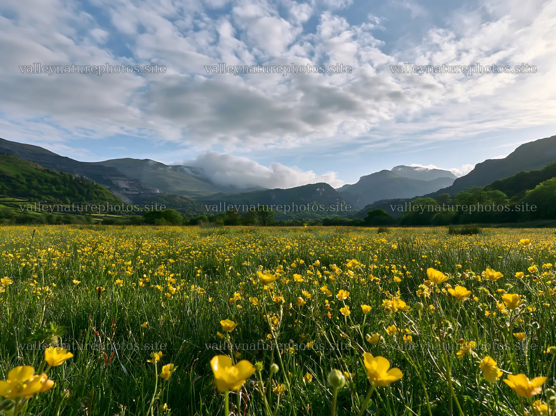 Colorful buttercup meadow filled with flowers and mountains – nature photography 9174x6866