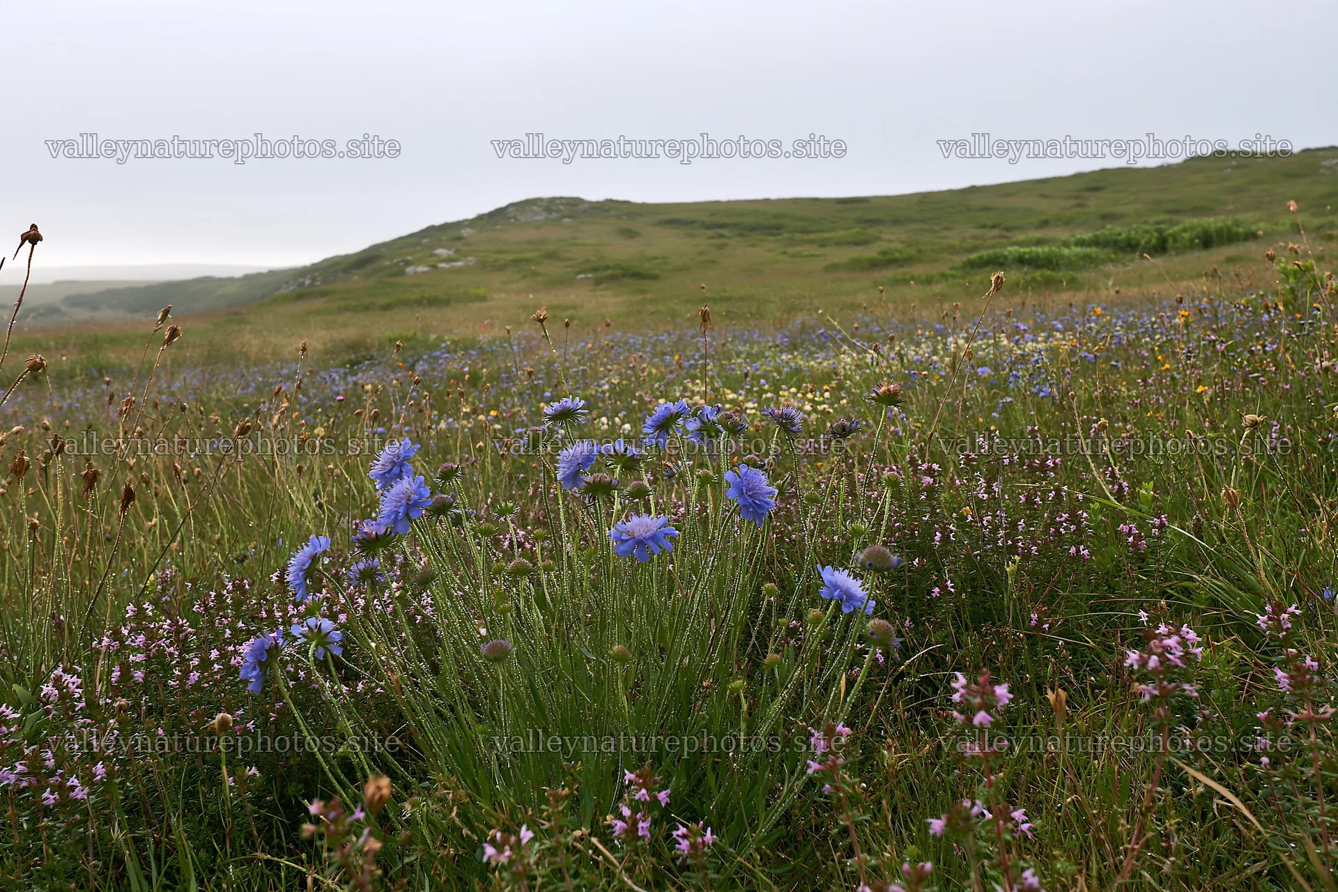 Cloudy limestone wildflower meadow with blue and purple flowers – nature photography 9722x6480