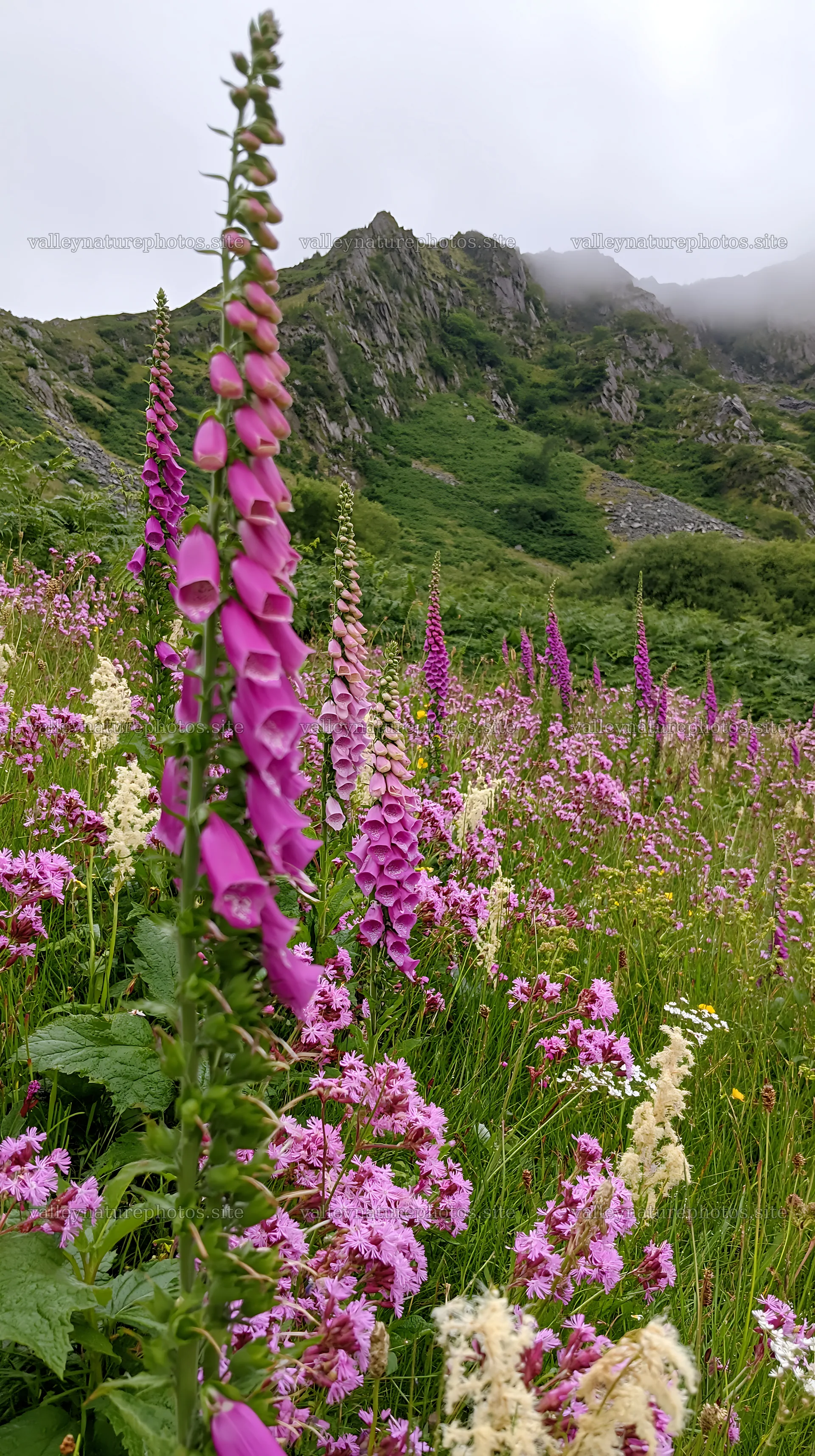 Meadow beneath crags filled with pink flowers – nature photography 5938x10608