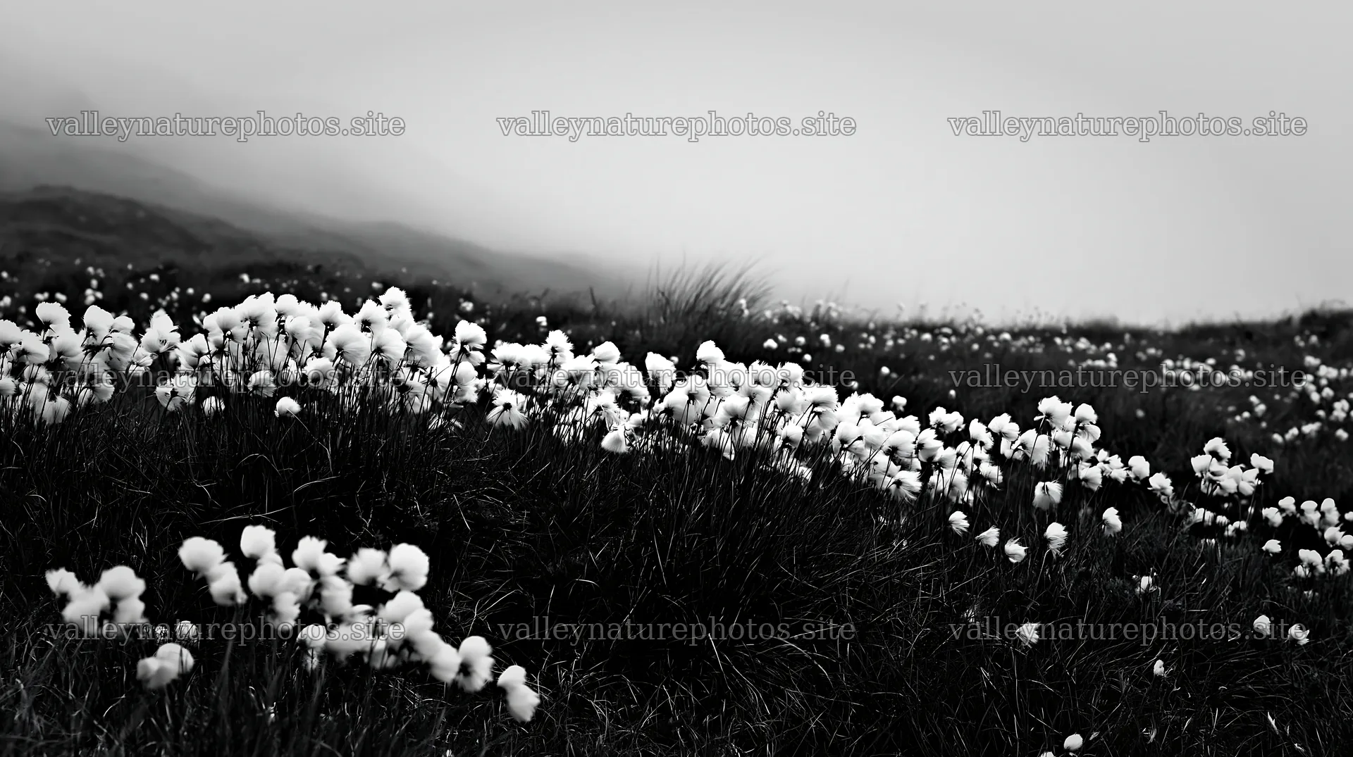 Meadow with seedheads in misty landscape – nature photography 10608x5938