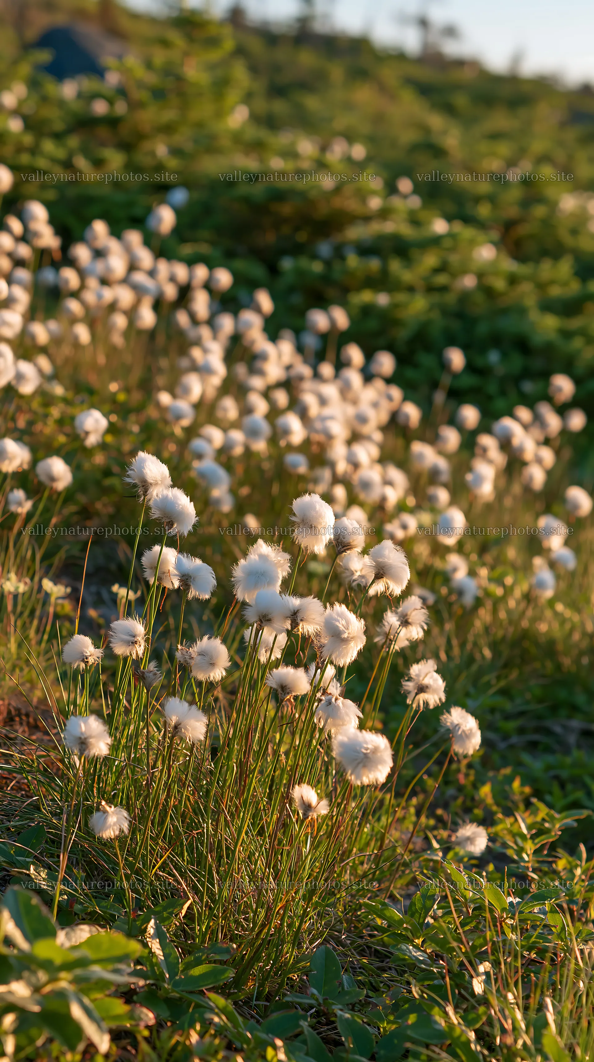 Cottongrass meadow glow with white blossoms at sunset – nature photography 5938x10608