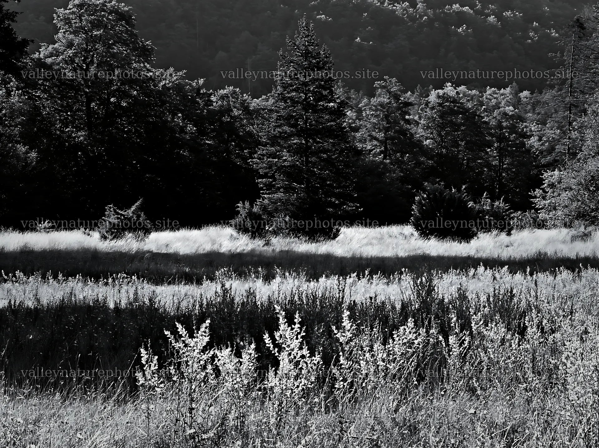 Sainfoin chicory meadow in black and white landscape – nature photography 9174x6866