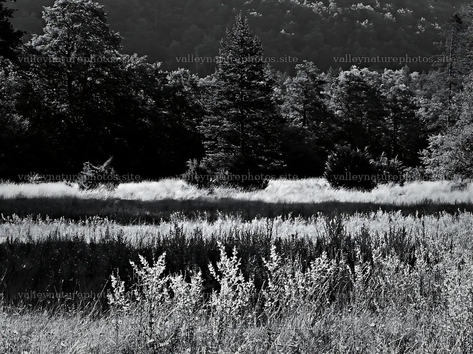 Sainfoin chicory meadow in black and white landscape – nature photography 9174x6866
