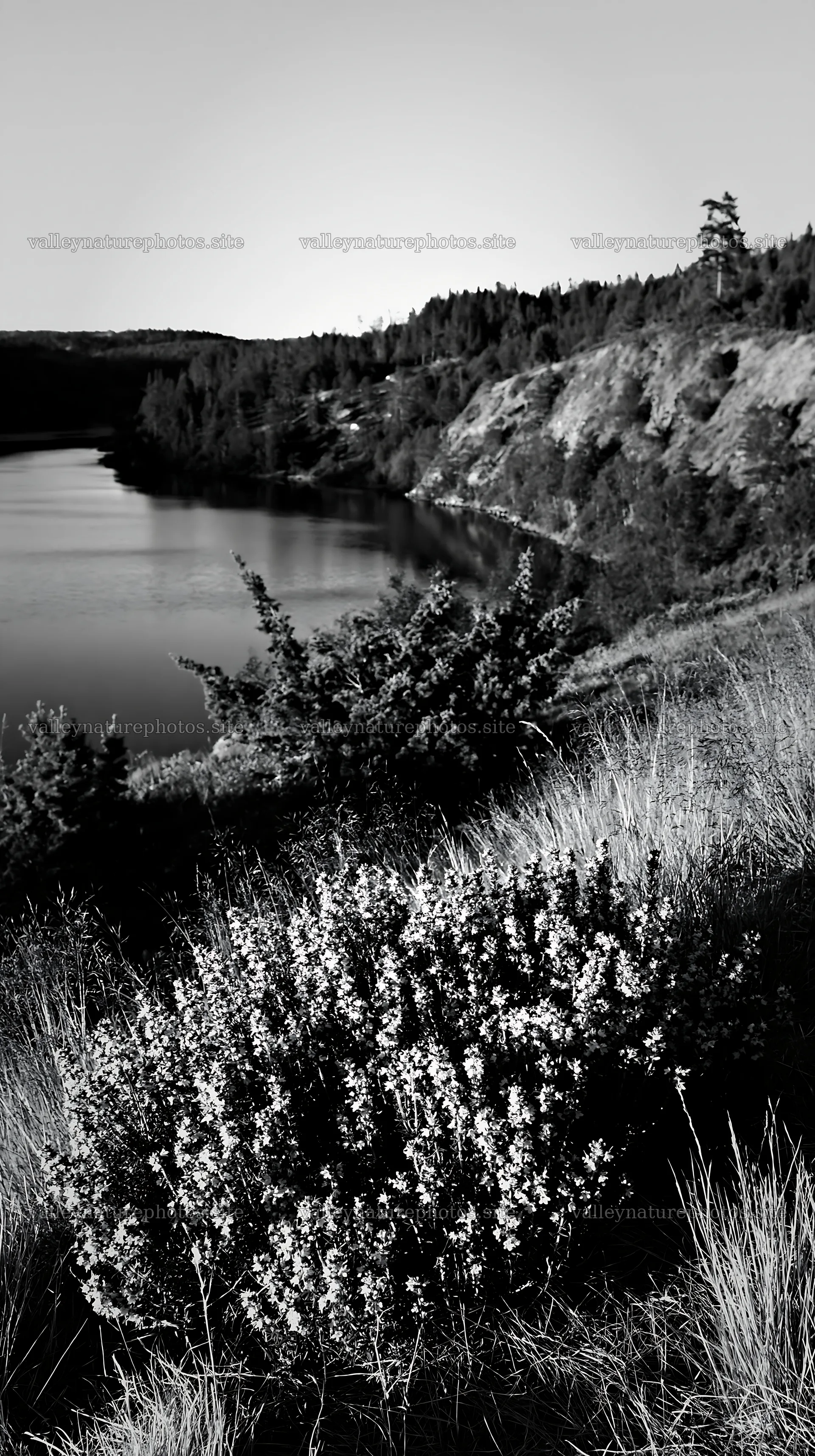 Celestial view of meadow lake with grass and shrubs – nature photography 5938x10608