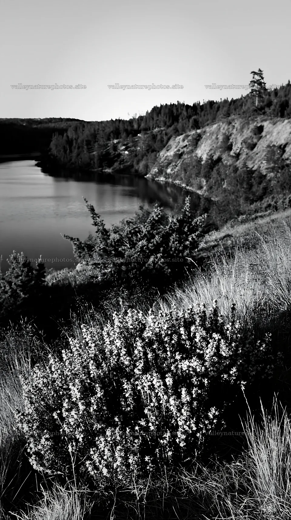 Celestial view of meadow lake with grass and shrubs – nature photography 5938x10608