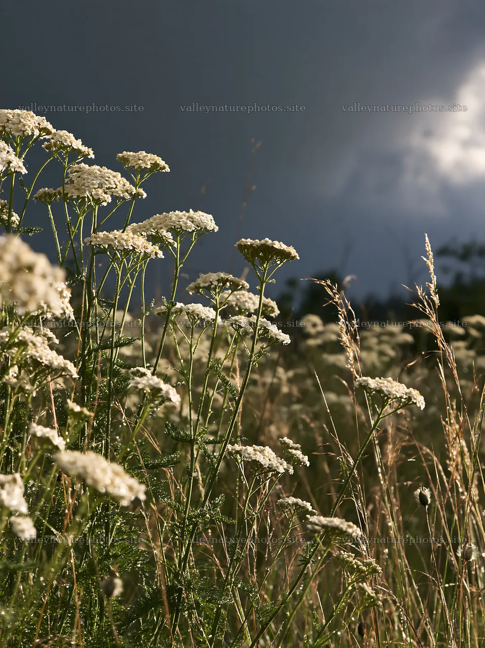 Silver dew on flowers in a meadow under dark clouds – nature photography 6866x9174