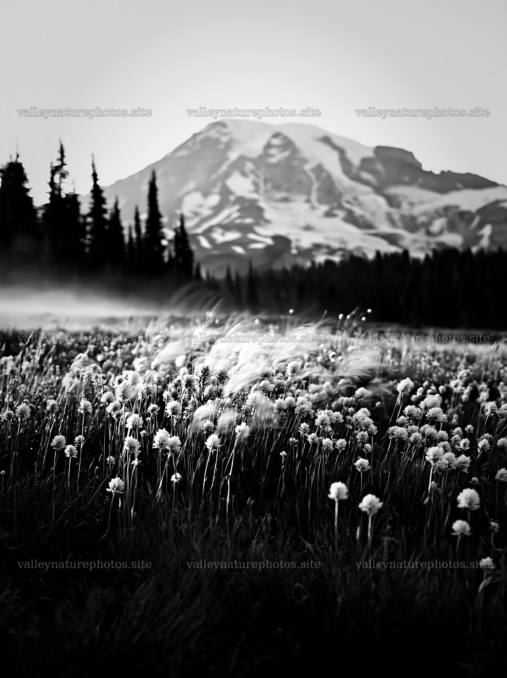 Mount Rainier wildflower meadow at sunrise – nature photography 6866x9174