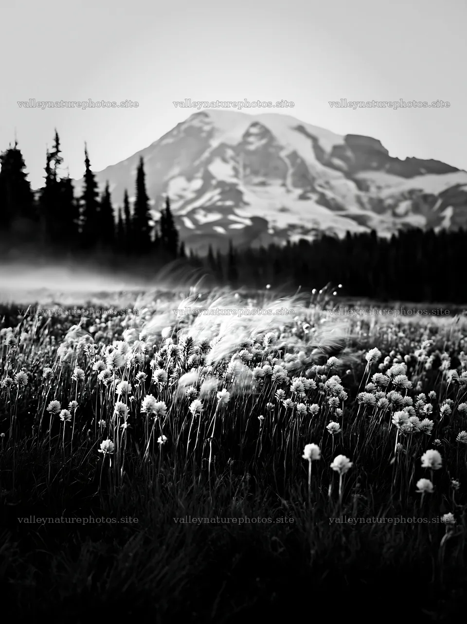 Mount Rainier wildflower meadow at sunrise – nature photography 6866x9174