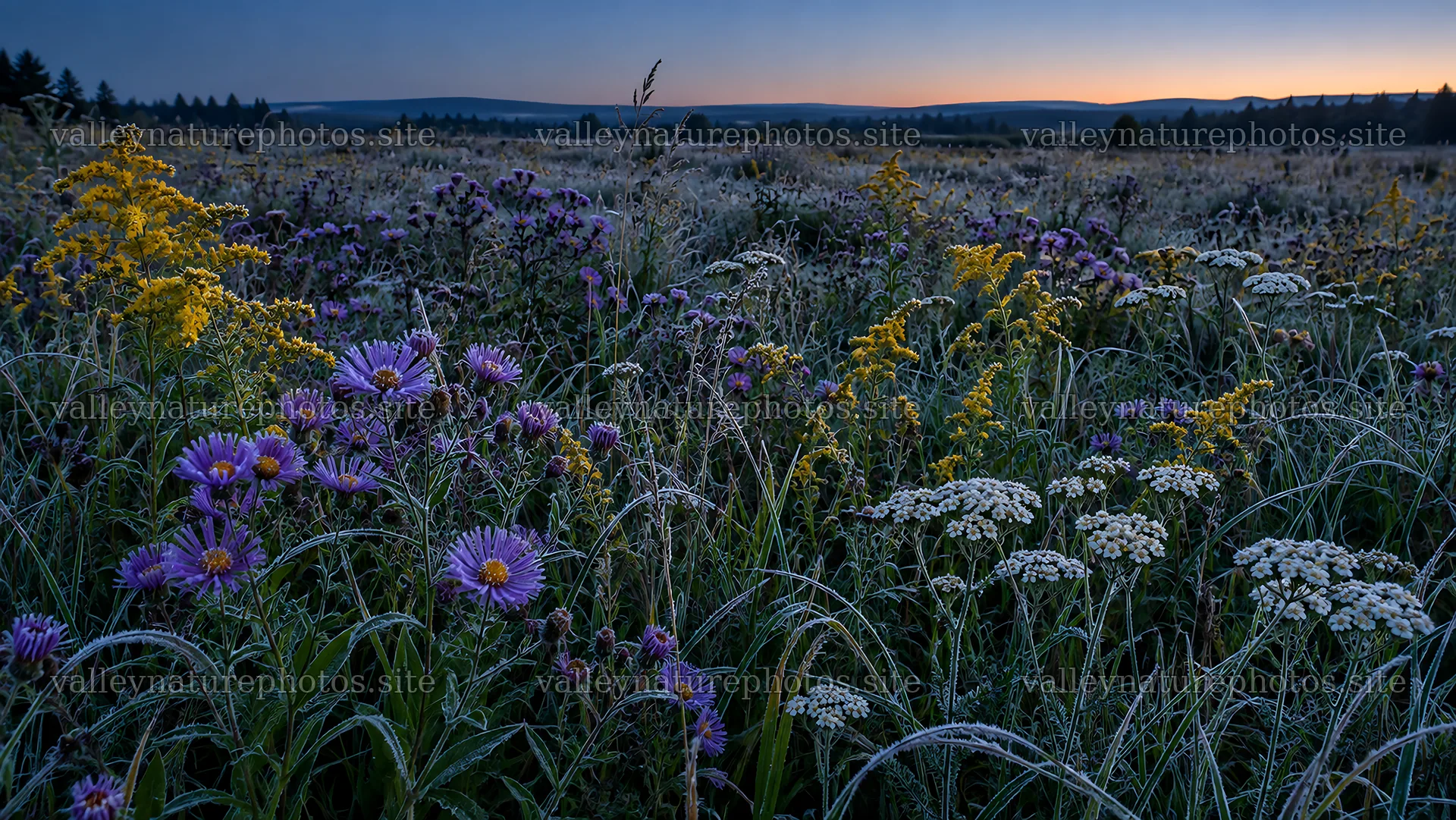 Wildflowers in a meadow at twilight – nature photography 10324x5812