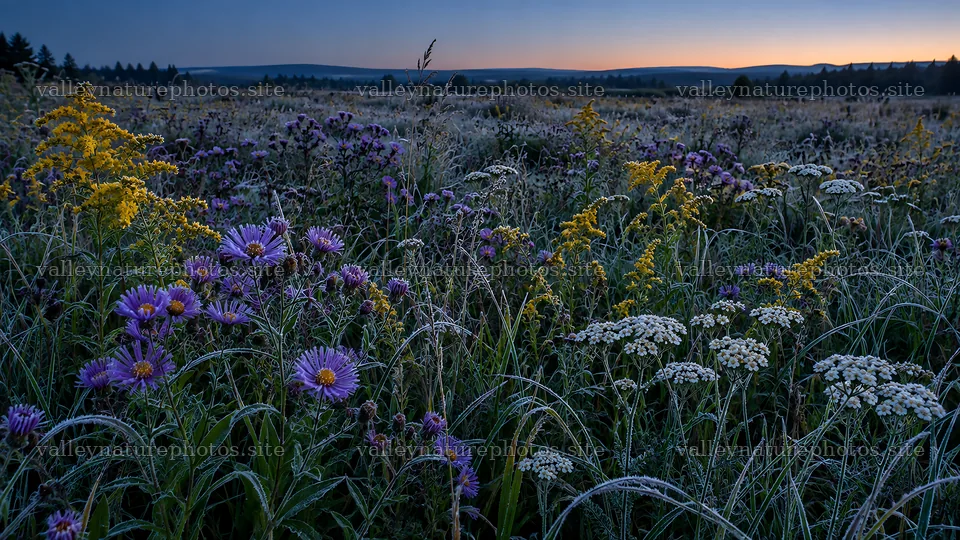 Wildflowers in a meadow at twilight – nature photography 10324x5812