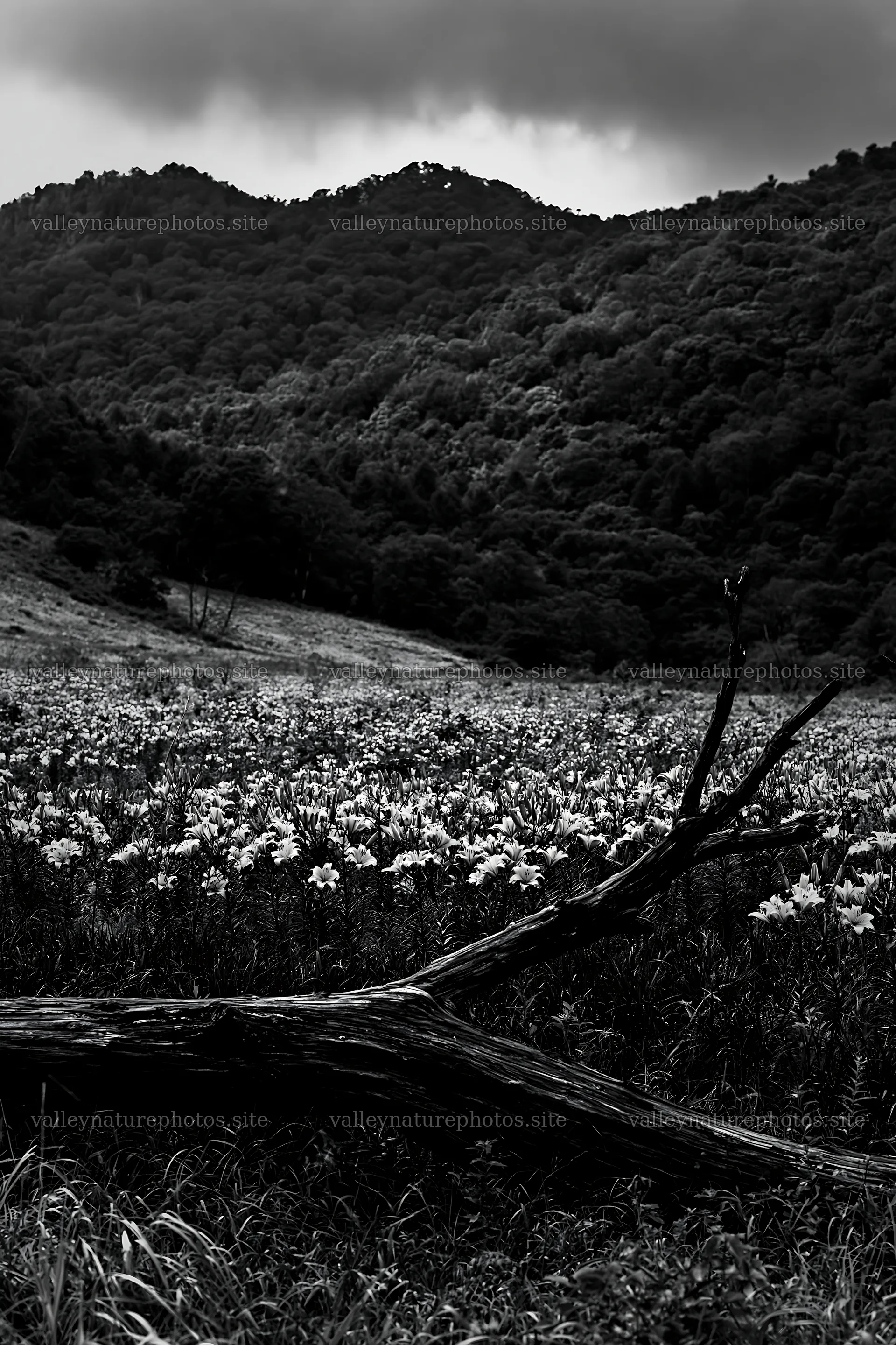 Yamagata rewilded meadow with fallen branch in foreground – nature photography 6480x9722