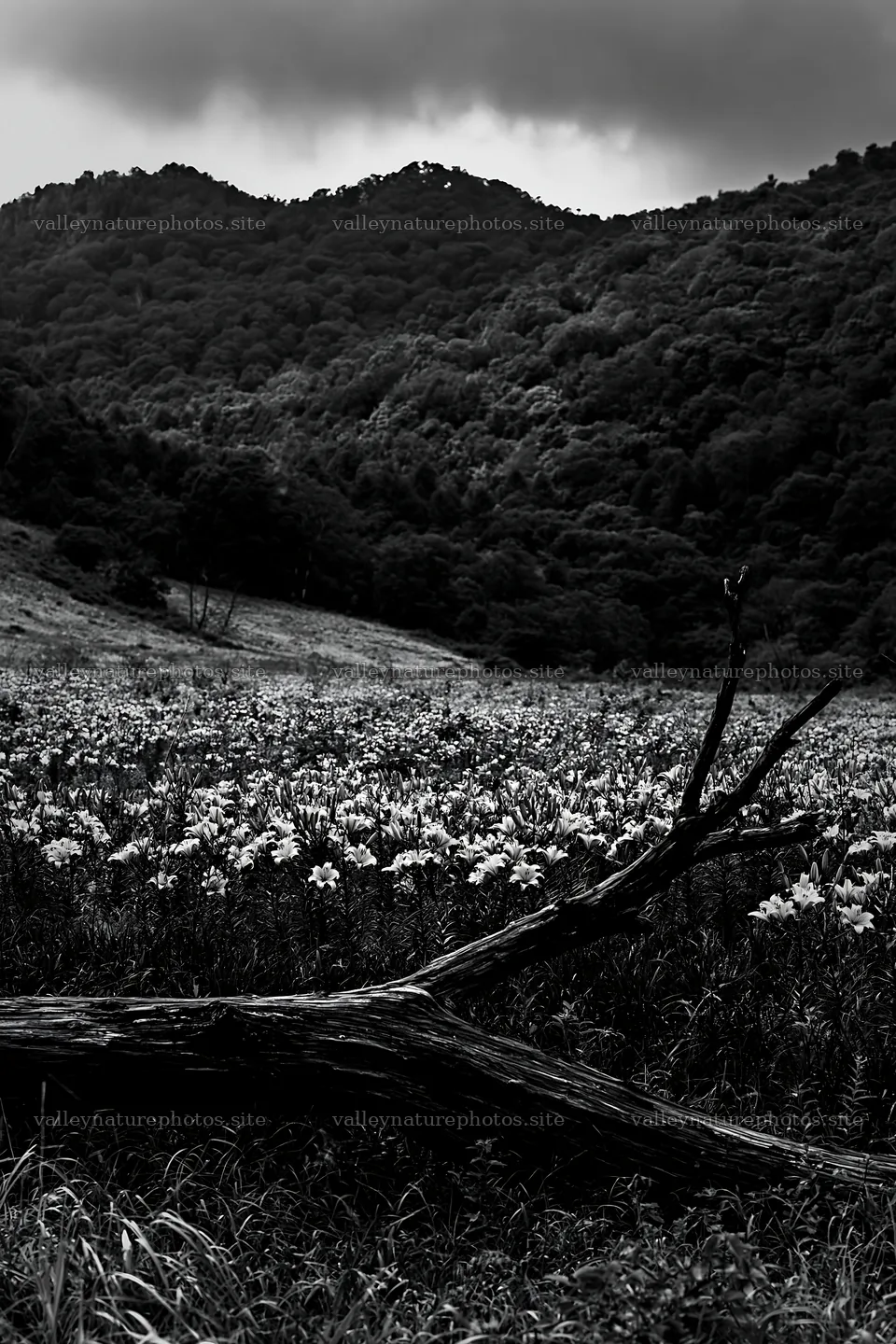 Yamagata rewilded meadow with fallen branch in foreground – nature photography 6480x9722