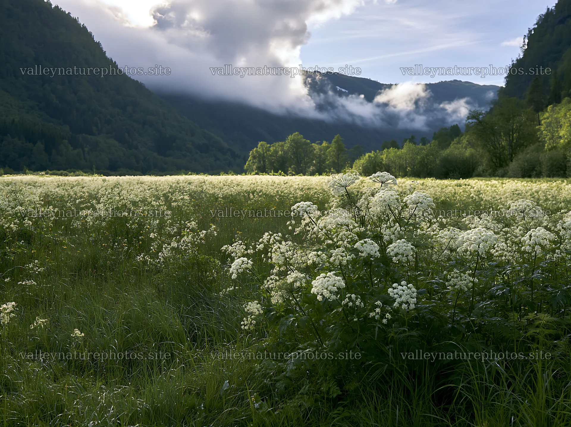 Cow parsley meadow with mountains and clouds near a river – nature photography 9174x6866
