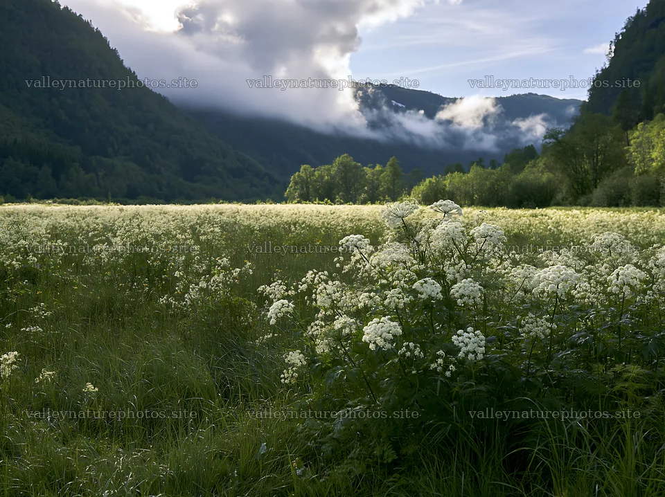Cow parsley meadow with mountains and clouds near a river – nature photography 9174x6866