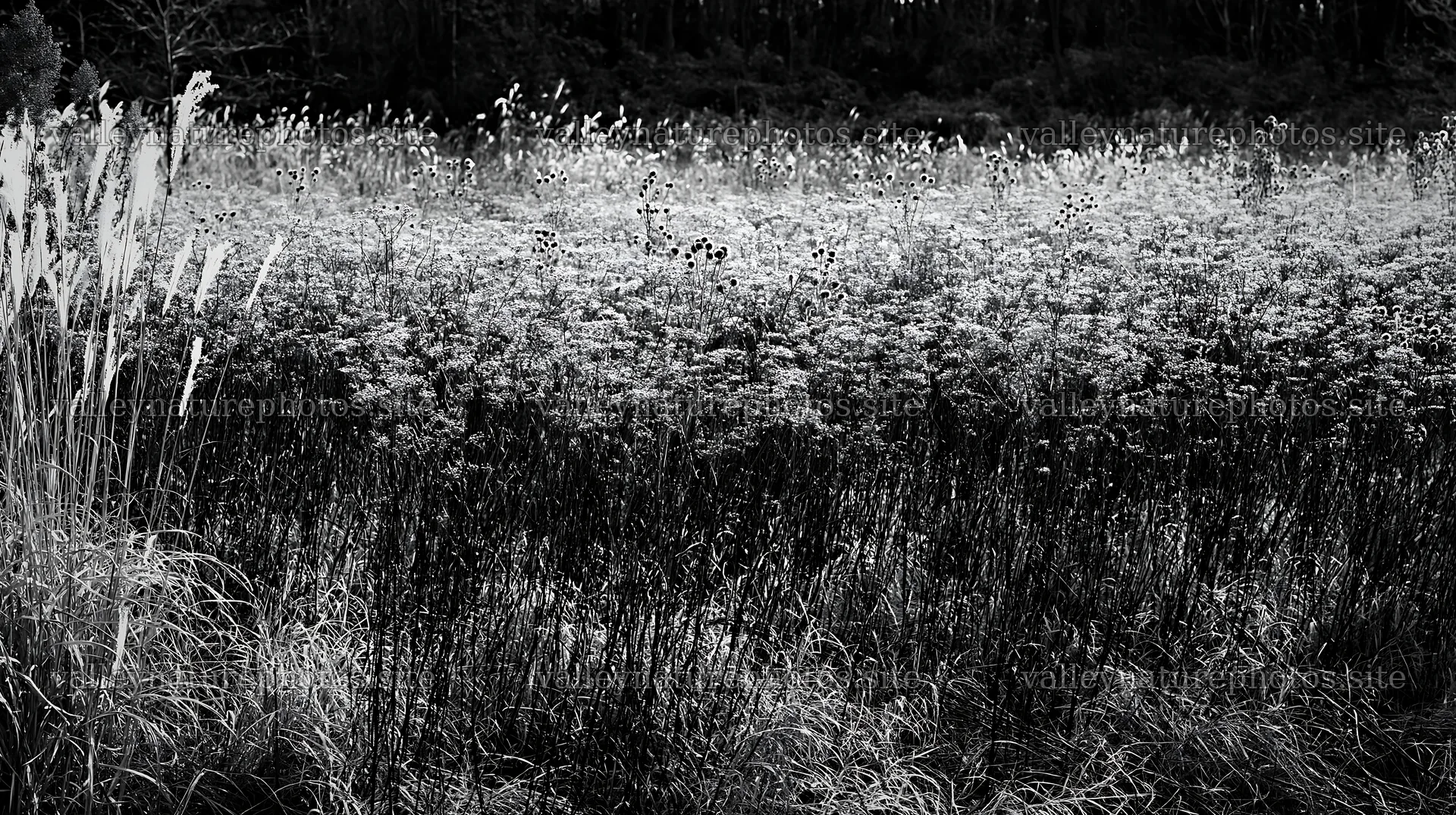 Tokyo urban biodiversity meadow with seedheads and grasses – nature photography 10608x5938