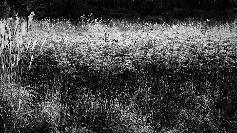 Tokyo urban biodiversity meadow with seedheads and grasses – nature photography 10608x5938