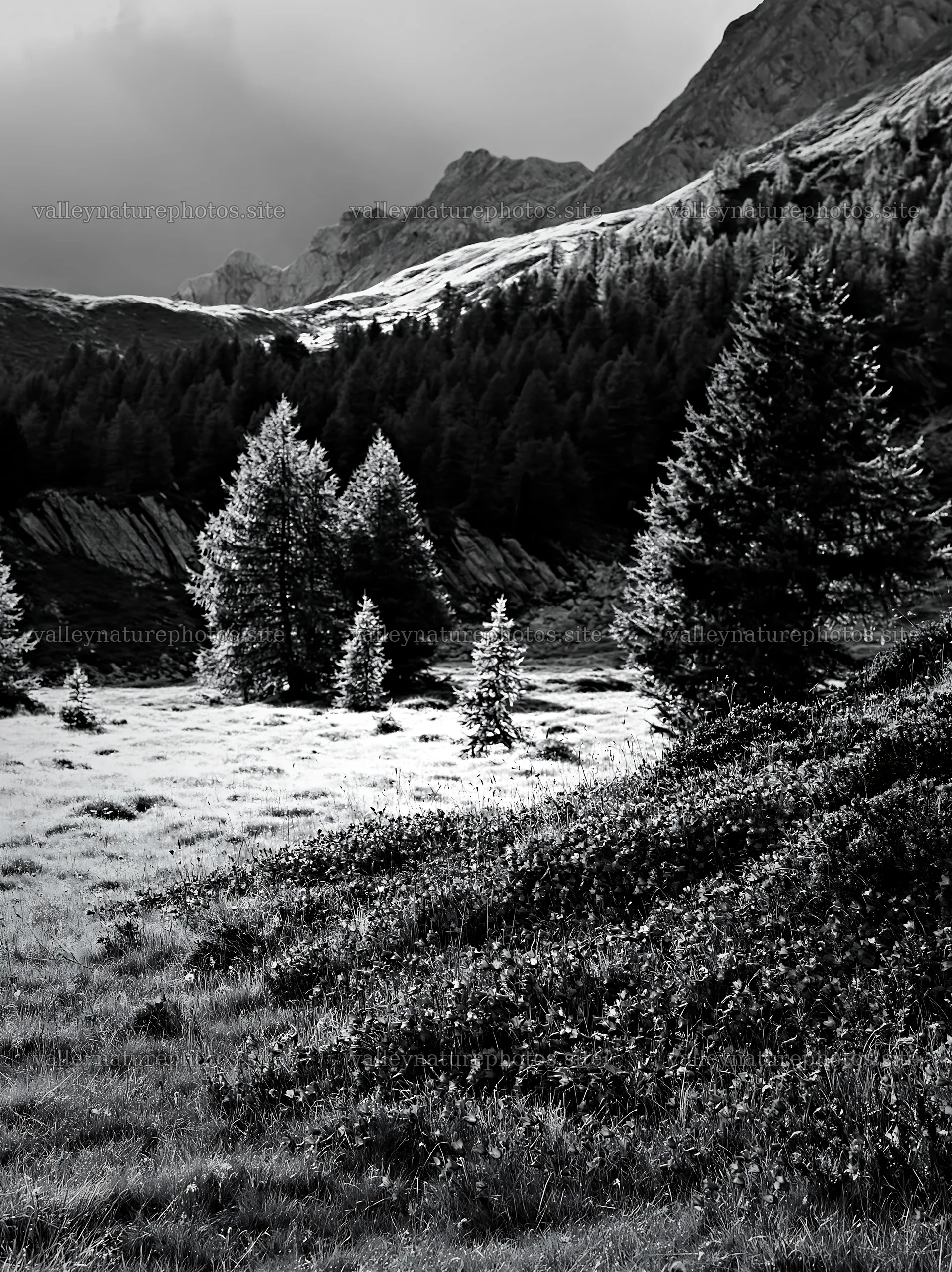 Campion bellflower meadow in black and white landscape – nature photography 6866x9174