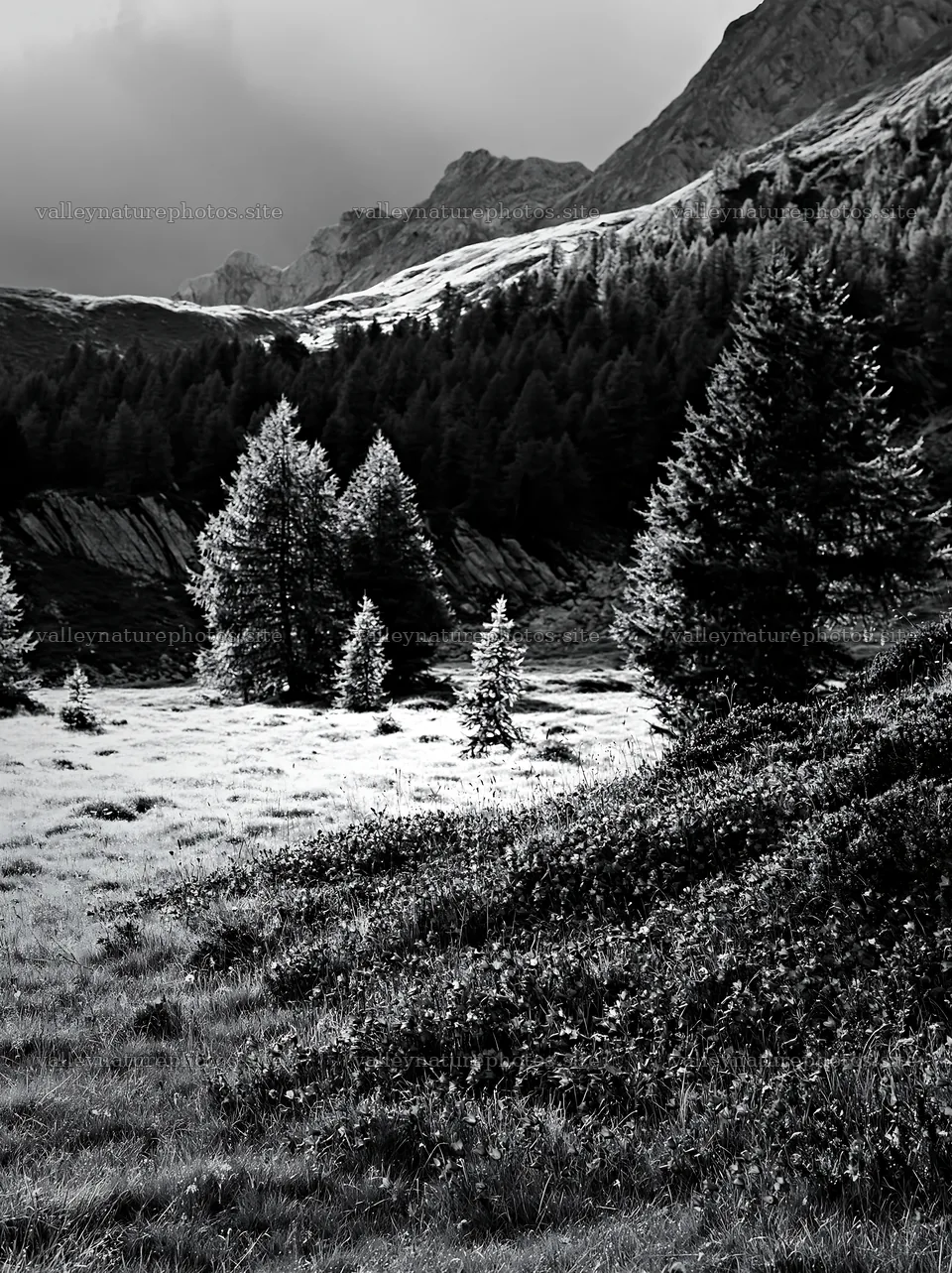 Campion bellflower meadow in black and white landscape – nature photography 6866x9174