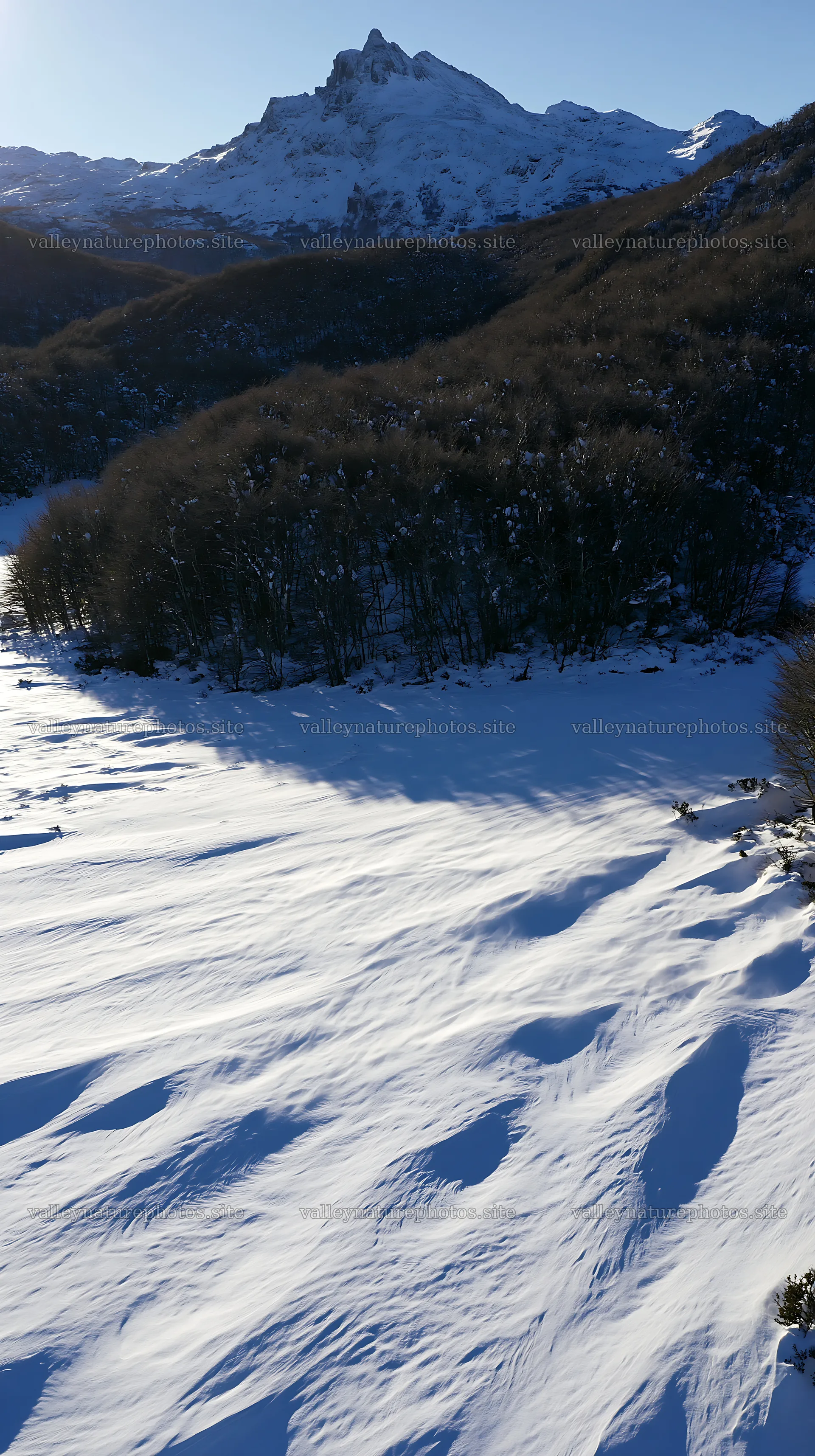 Aerial view of snowy meadow valley with trees and mountains – nature photography 5938x10608