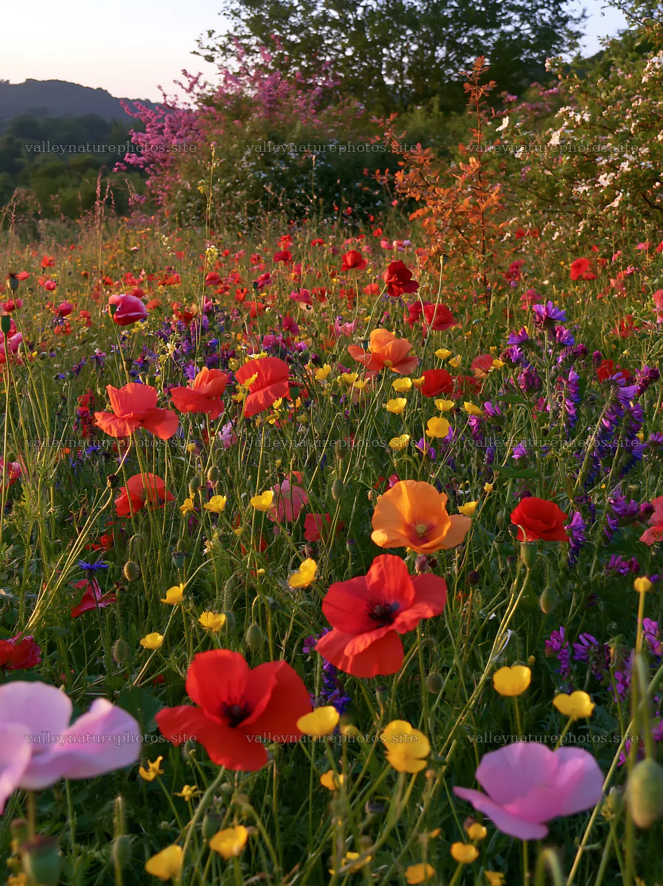 Vibrant Christmas garland in meadow under twilight sky – nature photography 6866x9174