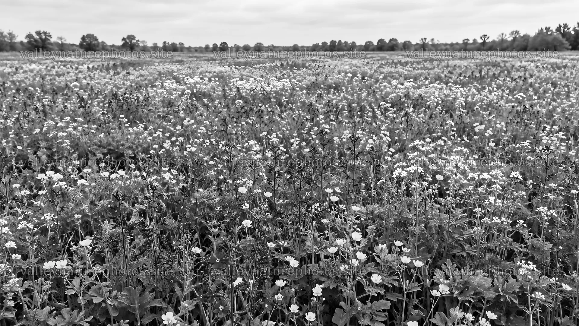 Monochrome Wildflower Field Landscape – nature photography 10324x5812