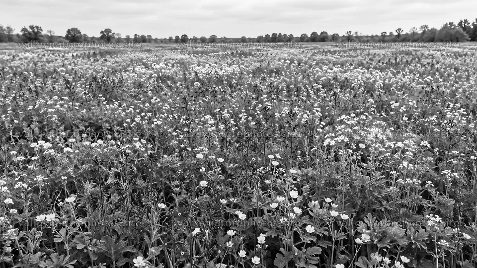 Monochrome Wildflower Field Landscape – nature photography 10324x5812