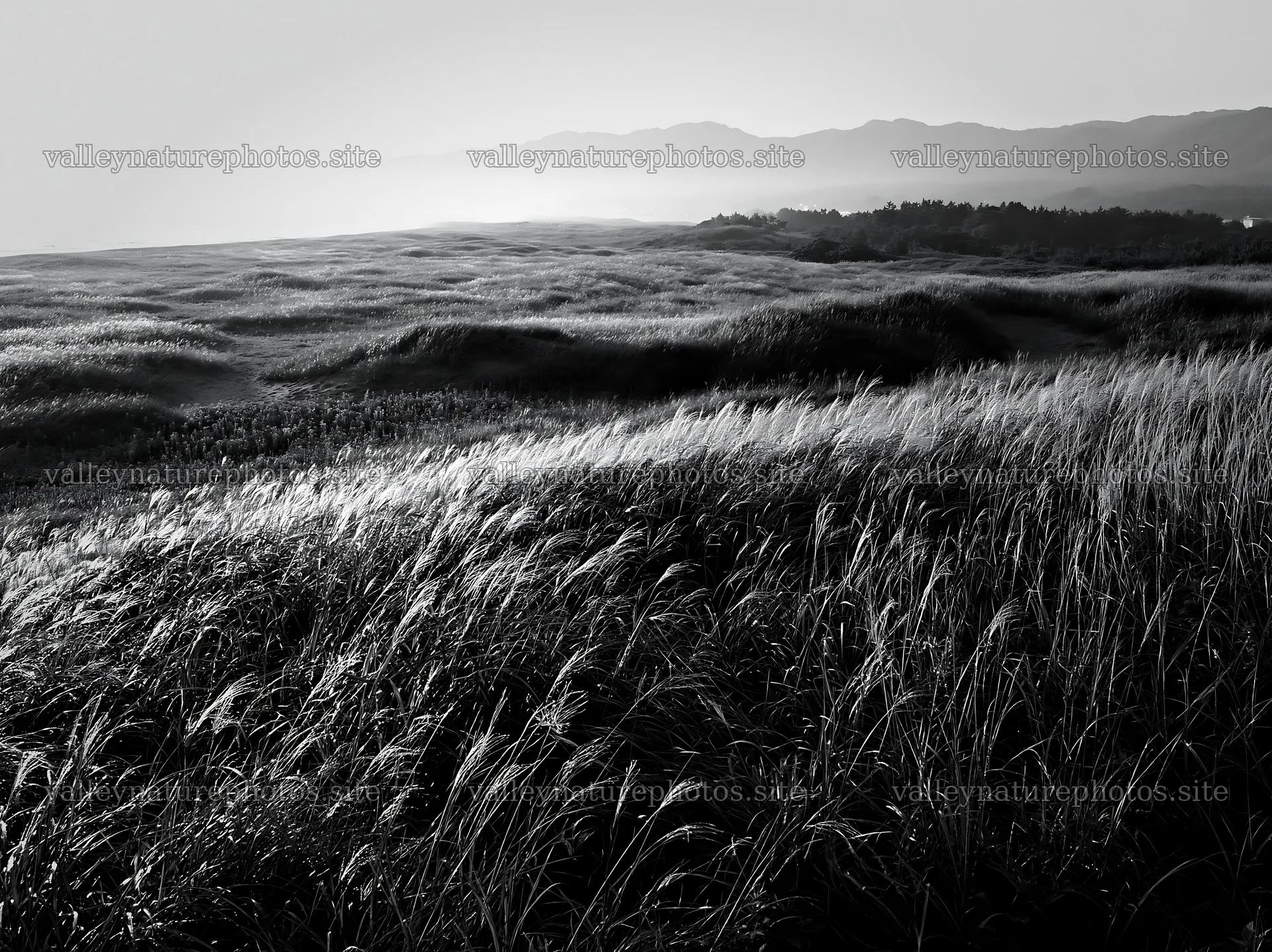 Tottori windy meadow with dune grasses during sunset – nature photography 9174x6866