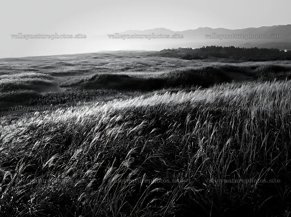 Tottori windy meadow with dune grasses during sunset – nature photography 9174x6866