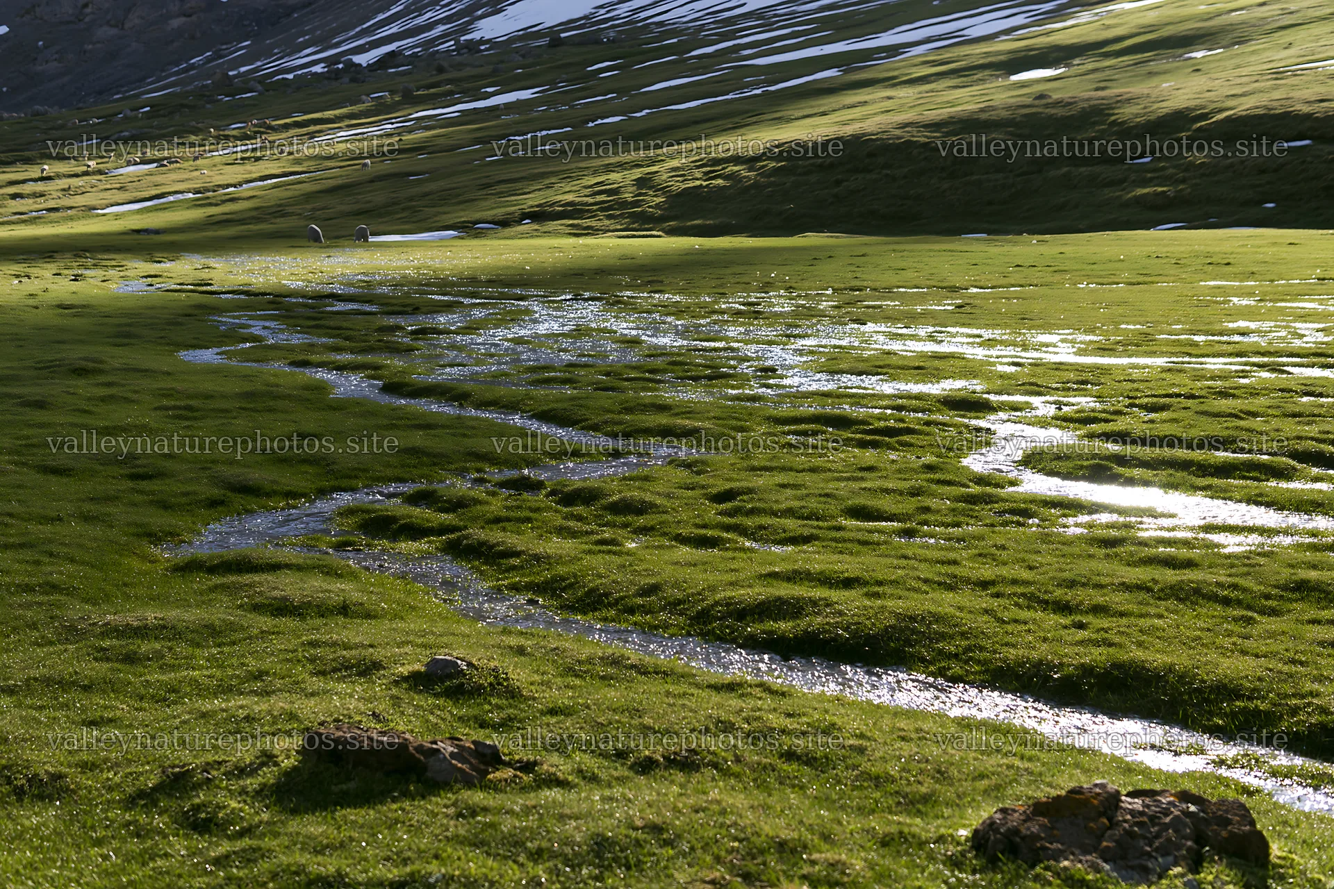 Sunbeams on Alpe di Siusi meadow with flowing stream – nature photography 9722x6480