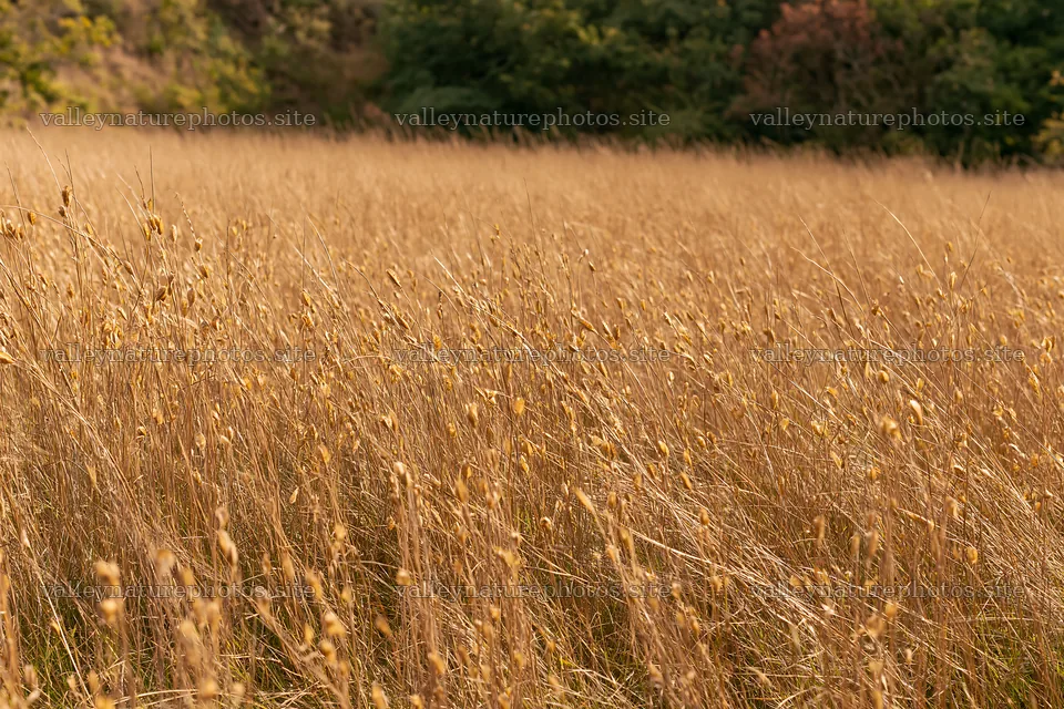 Seedhead meadow under clear sky with dry grass – nature photography 9722x6480