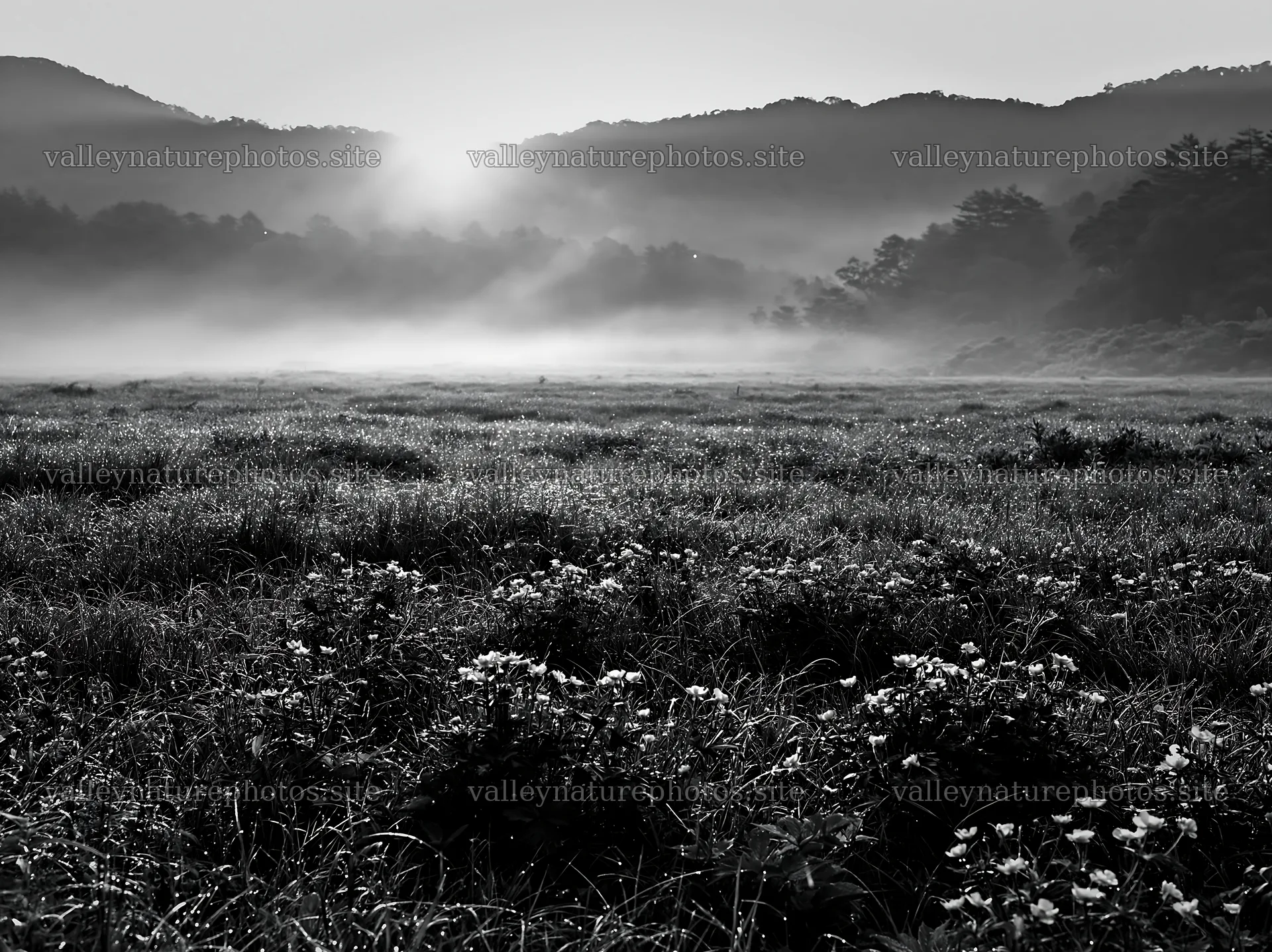 Akita meadow at snowmelt with silver grasses and rising sun – nature photography 9174x6866