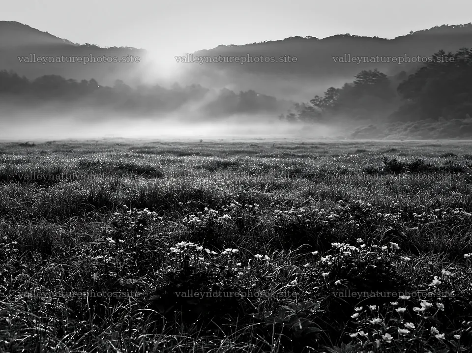 Akita meadow at snowmelt with silver grasses and rising sun – nature photography 9174x6866