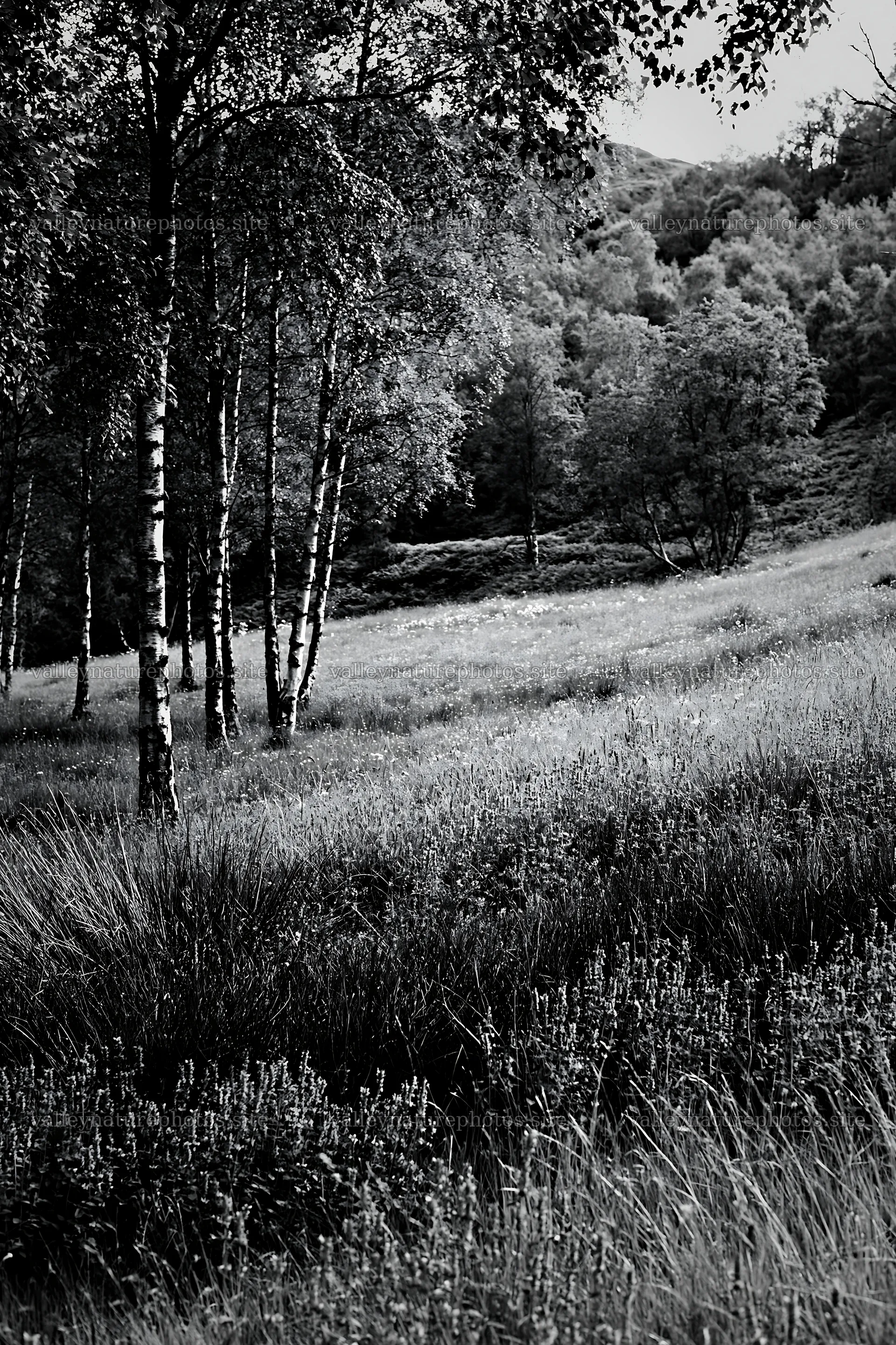 Meadow beneath birch trees with flowers in black and white – nature photography 6480x9722
