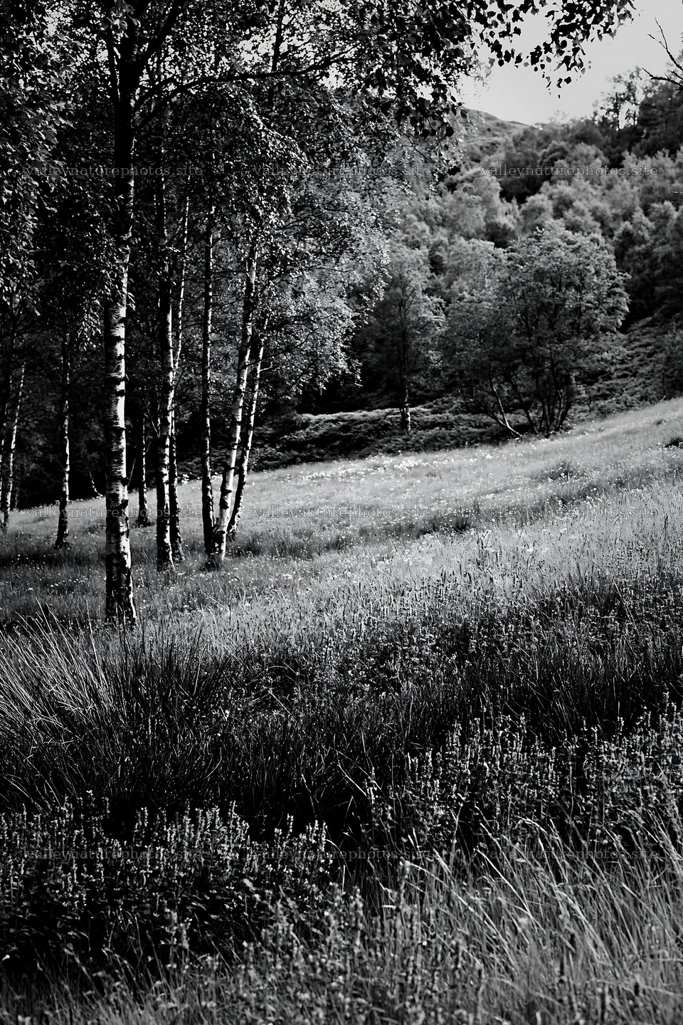 Meadow beneath birch trees with flowers in black and white – nature photography 6480x9722