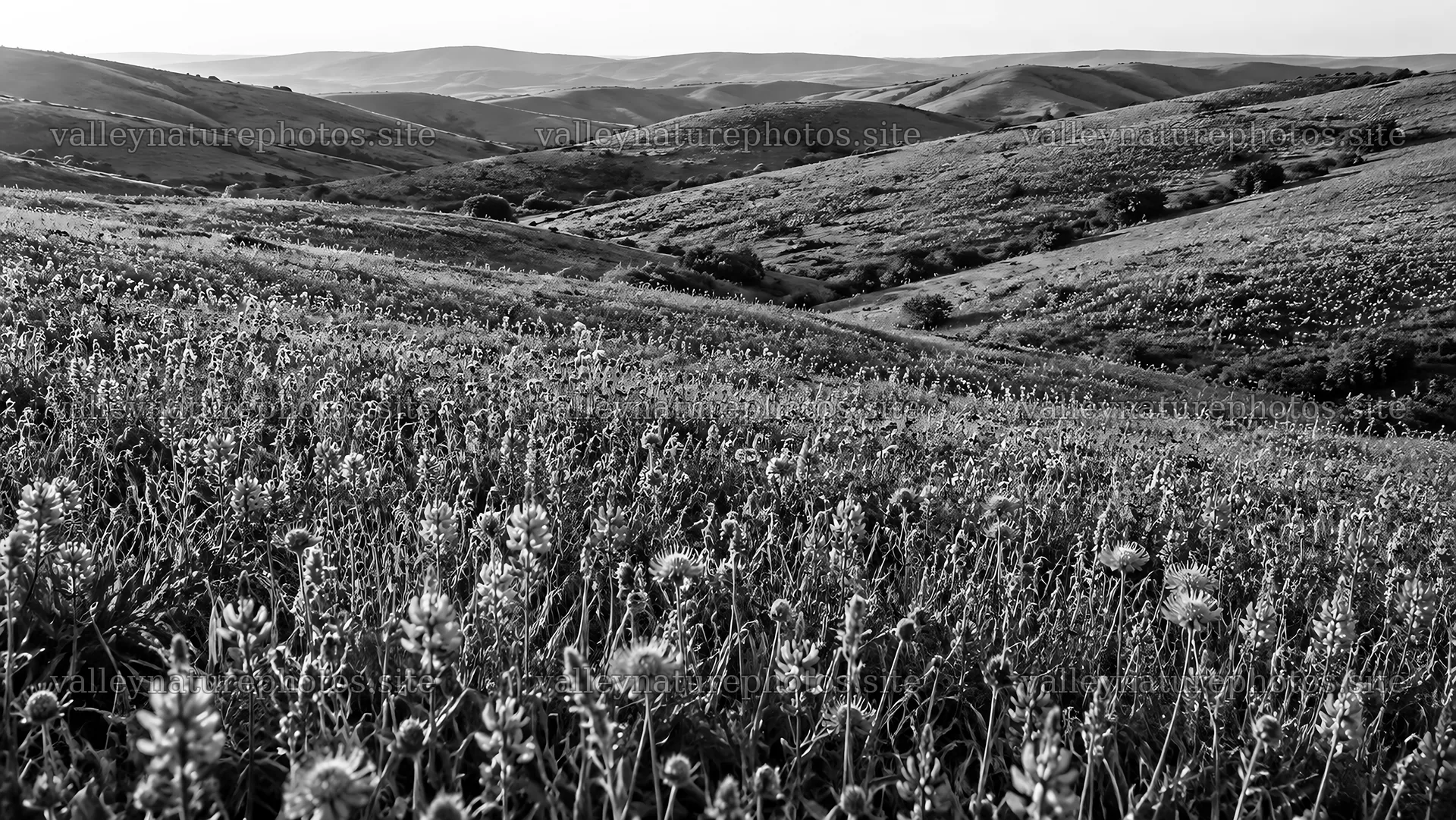 Black and White View Across Rolling Flower-Covered Hills – nature photography 10324x5812
