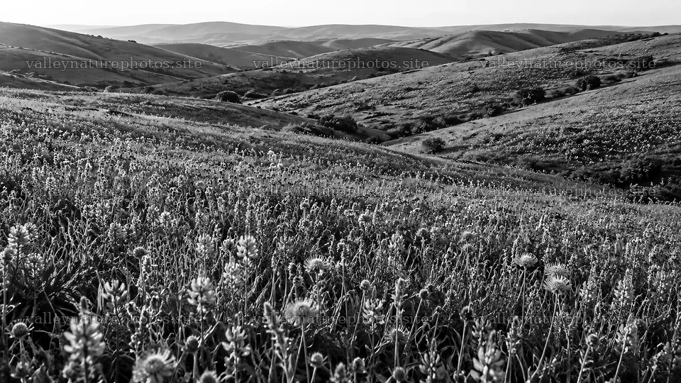 Black and White View Across Rolling Flower-Covered Hills – nature photography 10324x5812