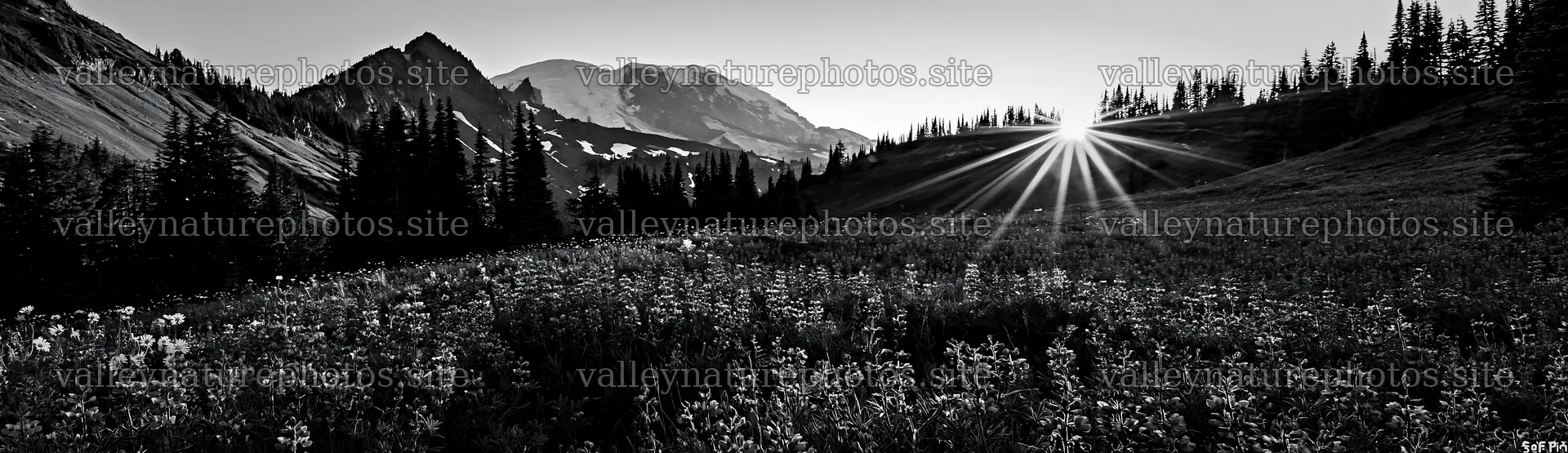 Mount Rainier wildflower meadow sunrise view with blooming flowers – nature photography 14762x4268