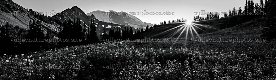 Mount Rainier wildflower meadow sunrise view with blooming flowers – nature photography 14762x4268