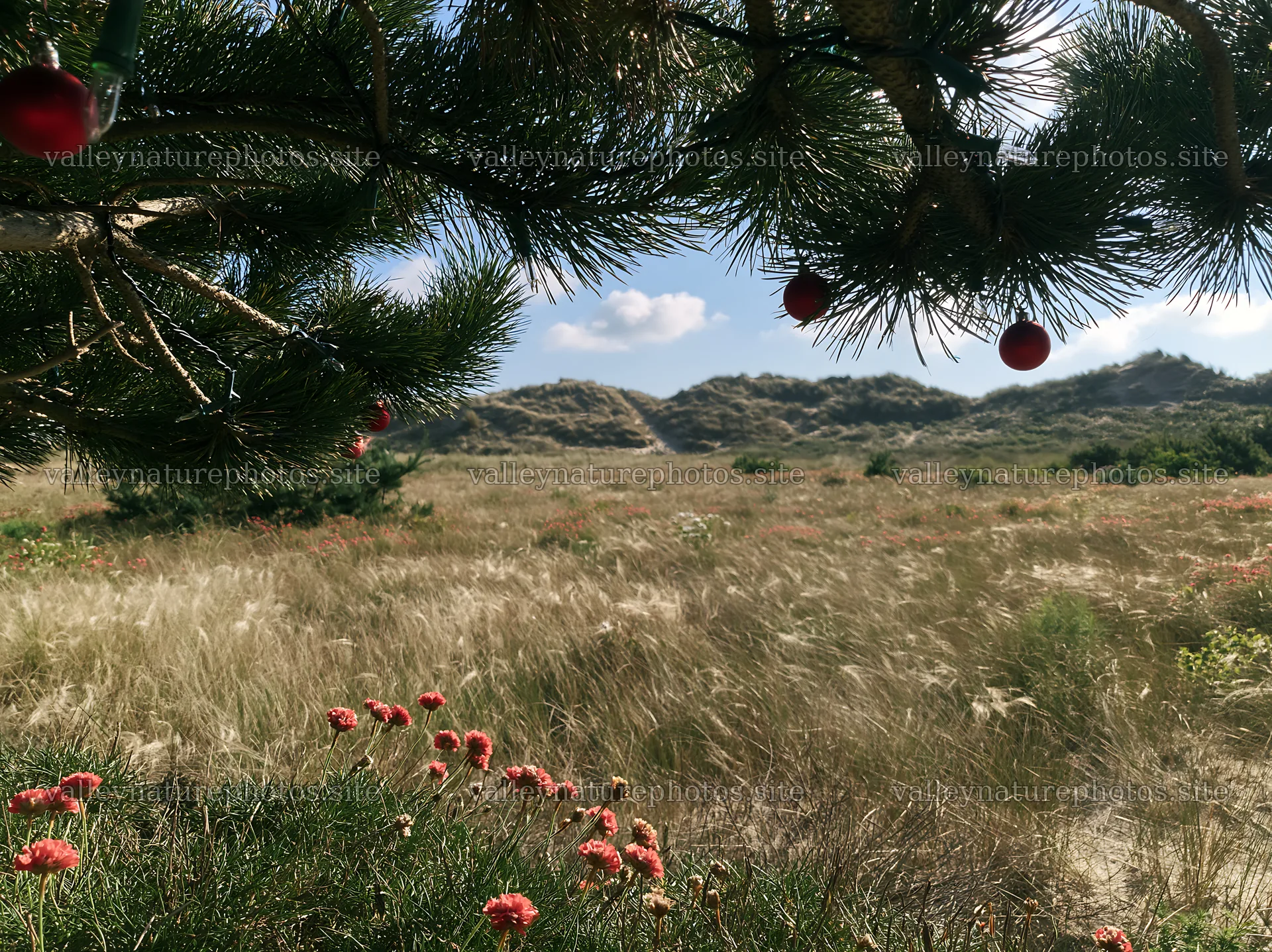 Open Christmas meadow beside beach dunes with lights – nature photography 9174x6866