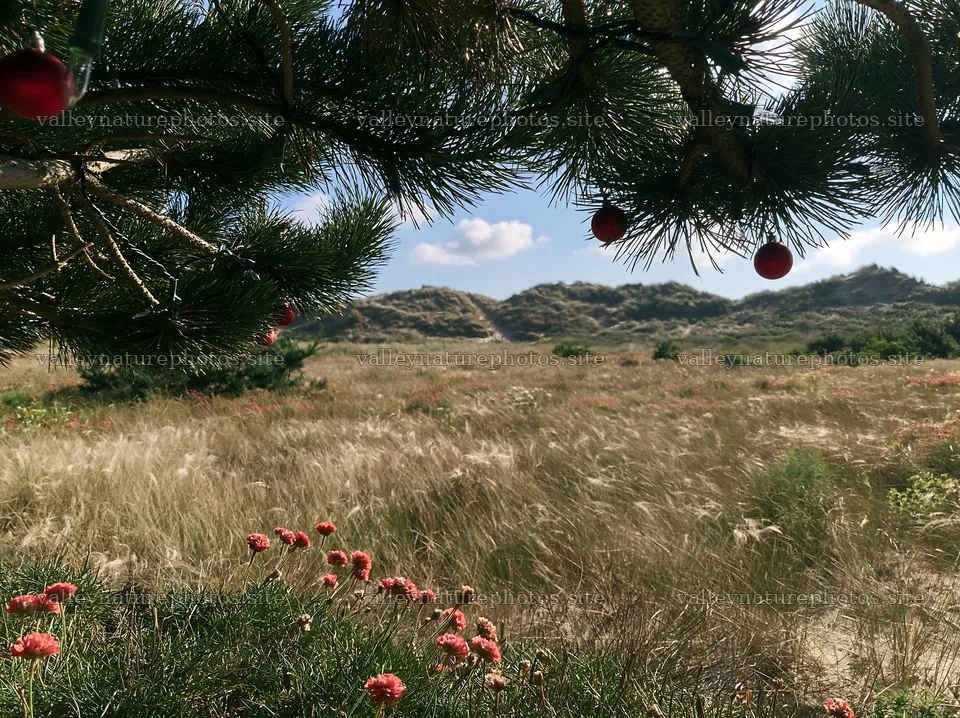 Open Christmas meadow beside beach dunes with lights – nature photography 9174x6866