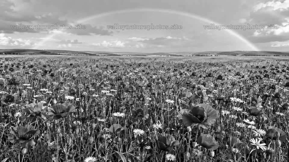 Monochrome Wildflower Meadow Beneath a Rainbow – nature photography 10324x5812