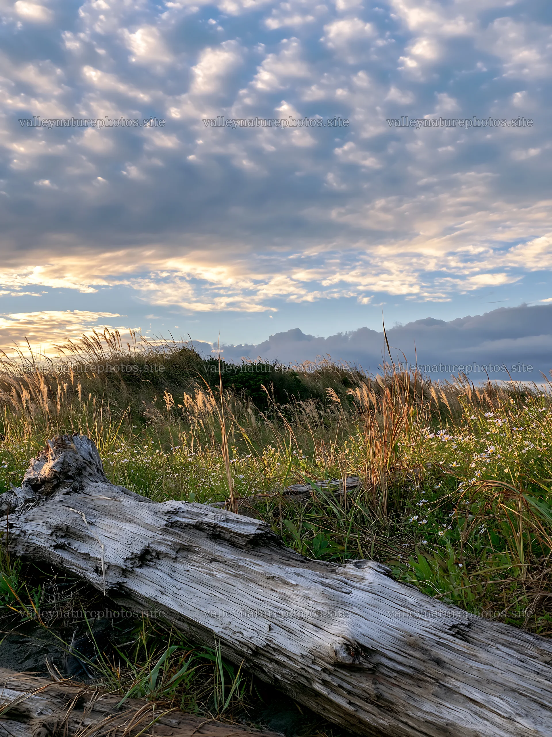Chiba coastal climate meadow with driftwood in the foreground – nature photography 6866x9174