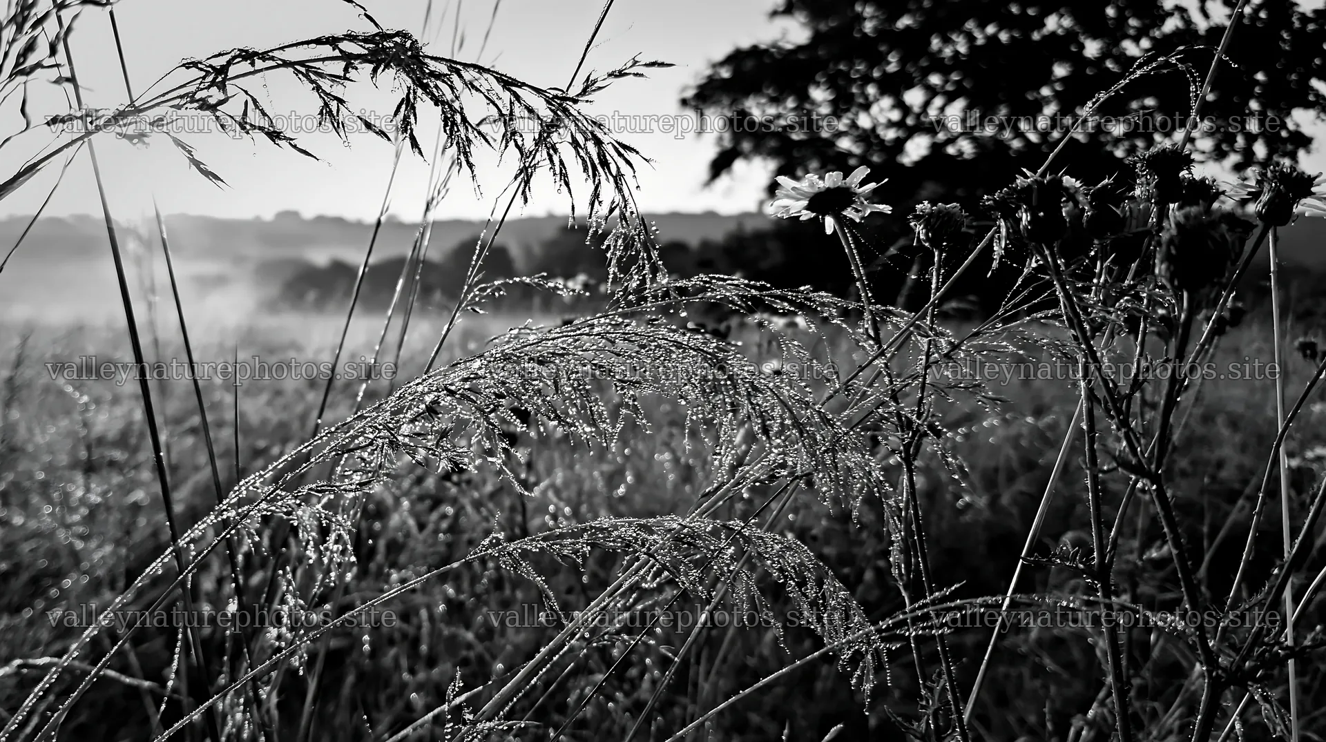 Meadow grass seedheads in black and white with dew – nature photography 10608x5938