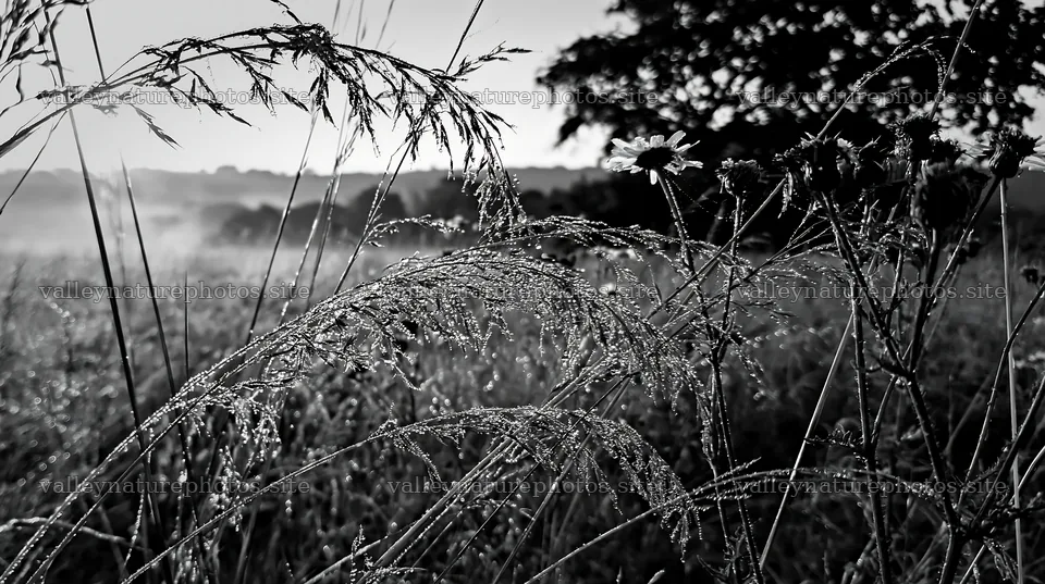 Meadow grass seedheads in black and white with dew – nature photography 10608x5938