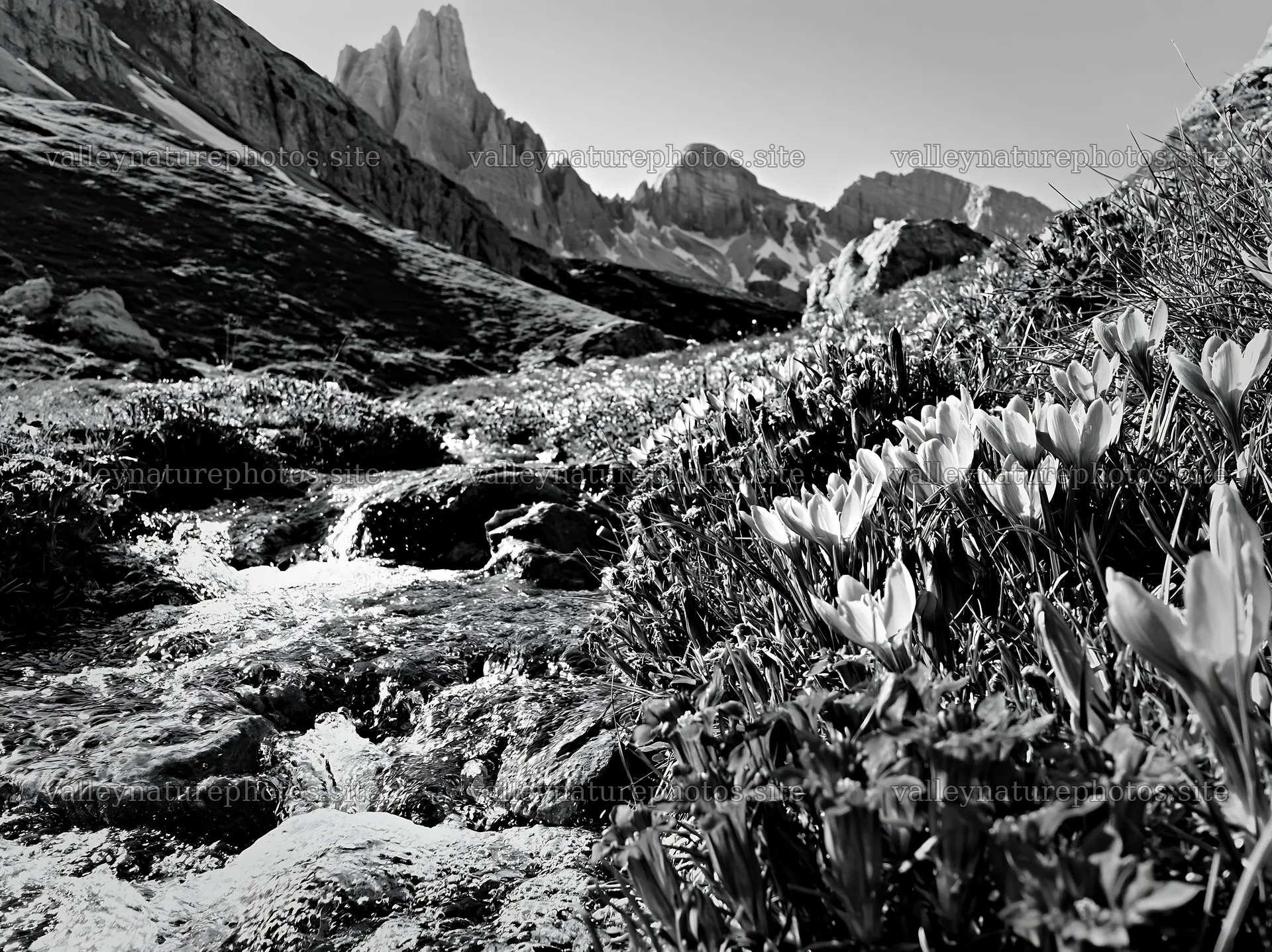 Spring meadow with flowers and mountain backdrop – nature photography 9174x6866