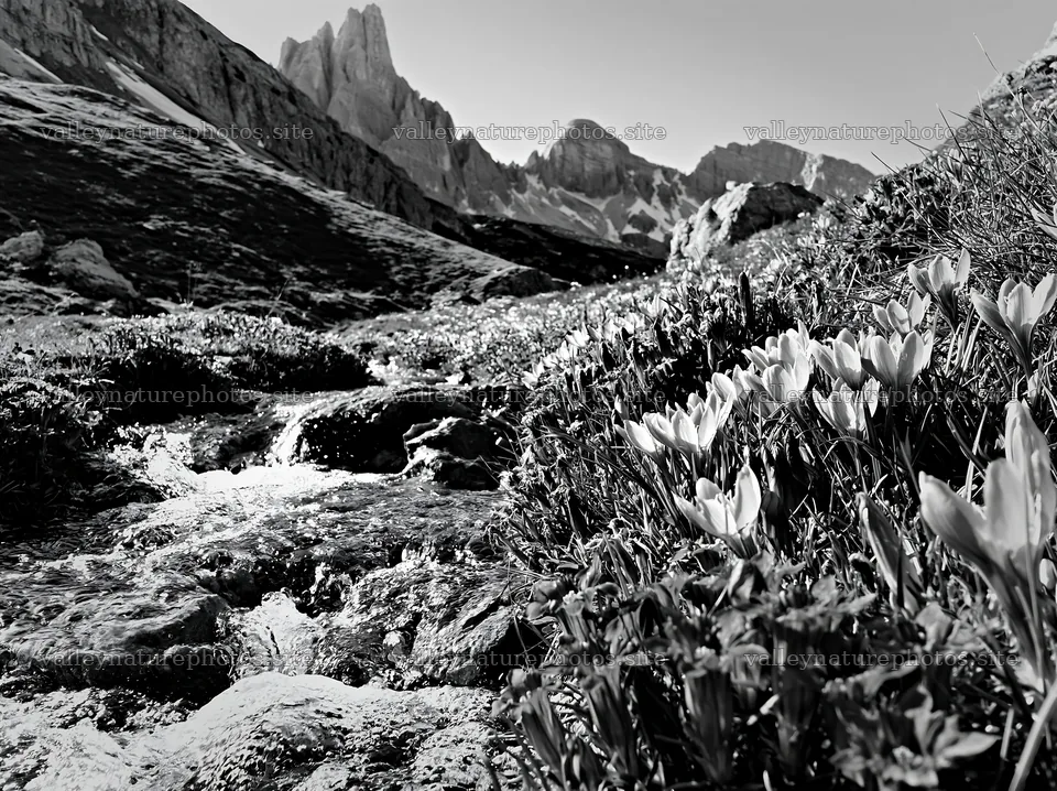 Spring meadow with flowers and mountain backdrop – nature photography 9174x6866