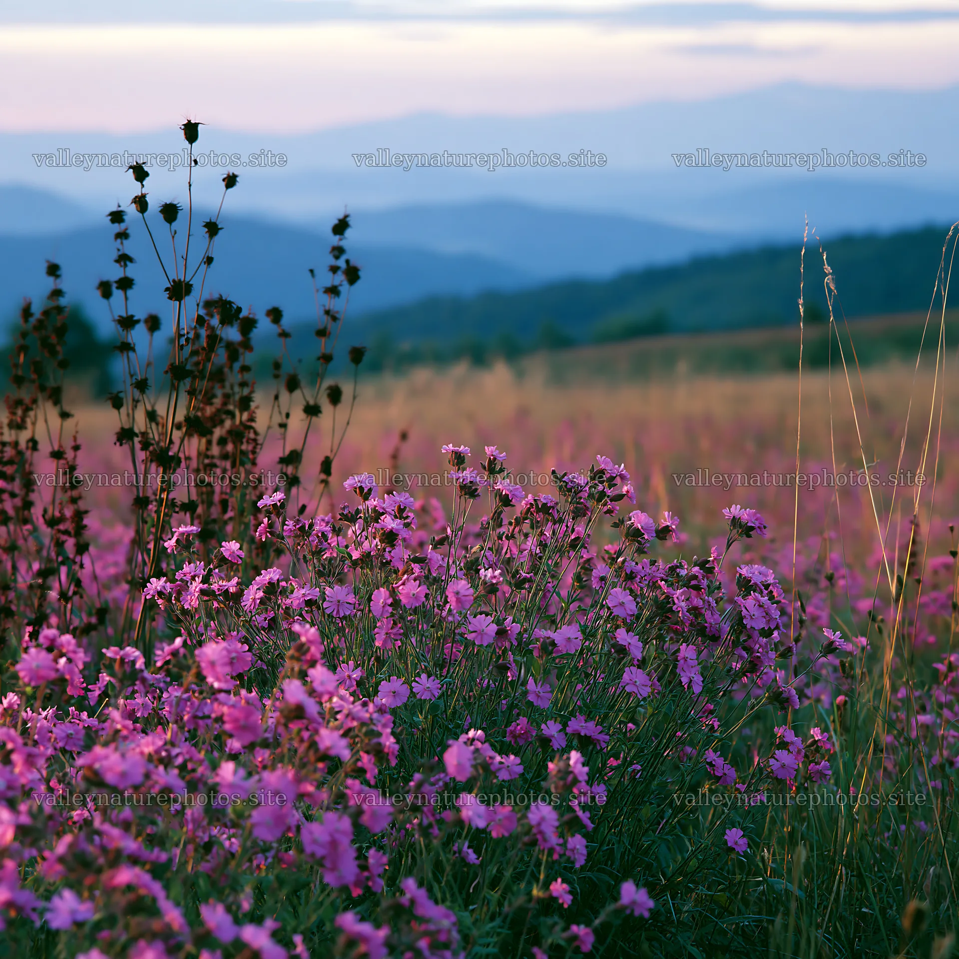 Slovak meadow across Carpathian valley at sunset – nature photography 7938x7938